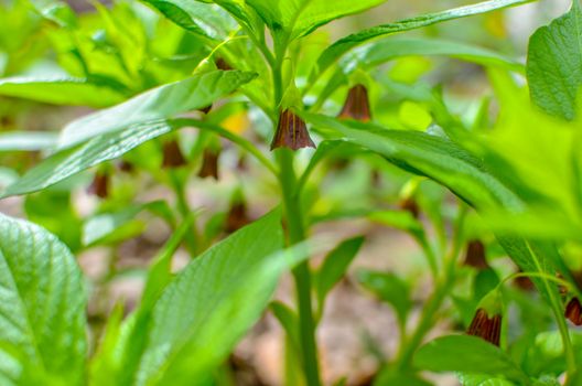 Closeup of brown flowers on the forest floor in Kyiv, Ukraine