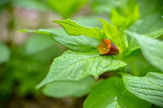 Closeup of brown flowers on the forest floor in Kyiv, Ukraine