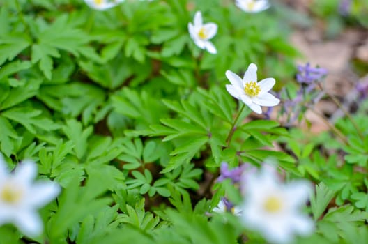 Group of growing white blooming Anemone Ranunculoides or yellow wood anemone flowers in early spring forest