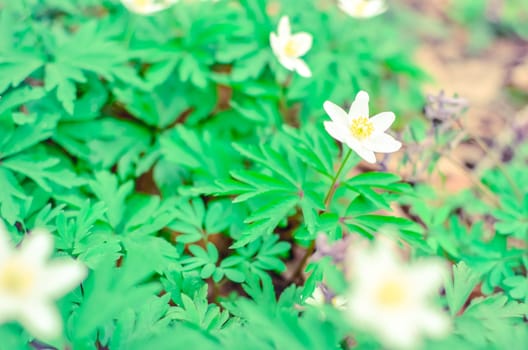 Group of growing white blooming Anemone Ranunculoides or yellow wood anemone flowers in early spring forest