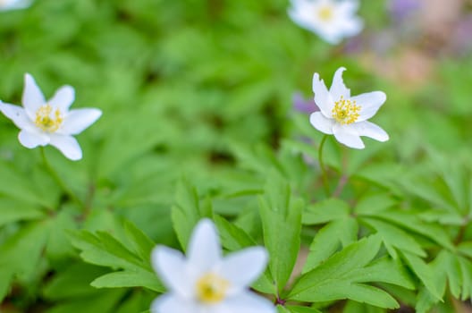 Group of growing white blooming Anemone Ranunculoides or yellow wood anemone flowers in early spring forest