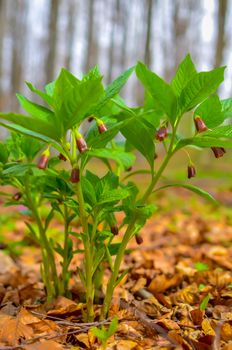 Closeup of brown flowers on the forest floor in Kyiv, Ukraine