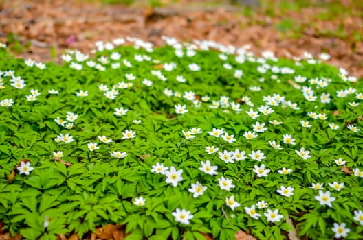 Group of growing white blooming Anemone Ranunculoides or yellow wood anemone flowers in early spring forest
