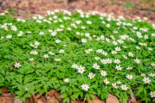 Group of growing white blooming Anemone Ranunculoides or yellow wood anemone flowers in early spring forest