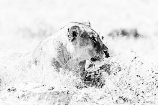 Close-up of an African Lioness, Panthera leo, lying in grass in Northern Namibia
