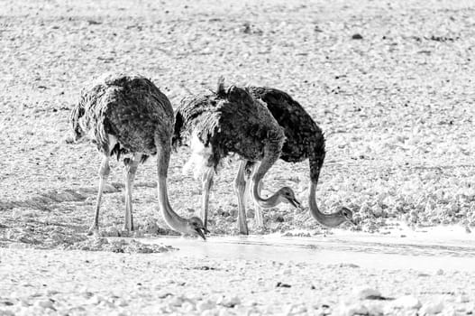 Three ostriches, Struthio camelus, drinking water at a waterhole in Northern Namibia. Ostriches drink by scooping water with their mouths and letting it flow by gravity to their stomaches. Monochrome