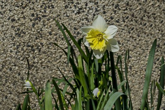 Bright white daffodils or narcissus in bloom,  Sofia, Bulgaria
