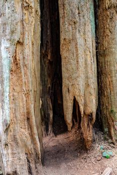 Large tree trunk with emptiness inside. Background