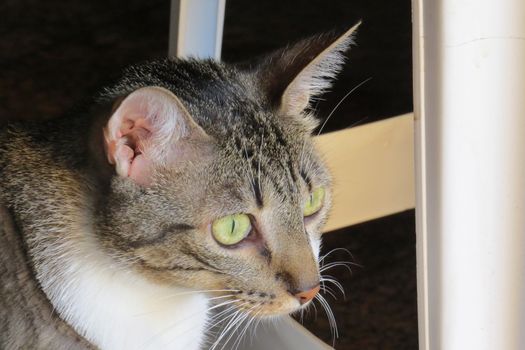 Gray tabby cat with green eyes on alert, with standing ears