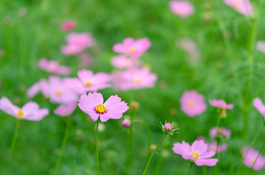 pink cosmos flower blooming in the green field, hipster tone