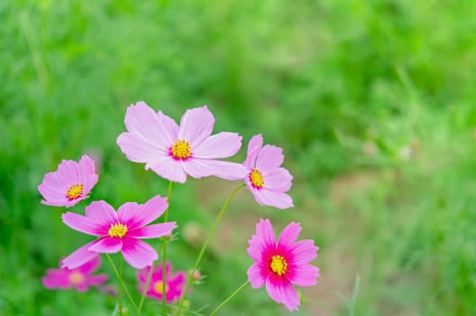 pink cosmos flower blooming in the green field, hipster tone