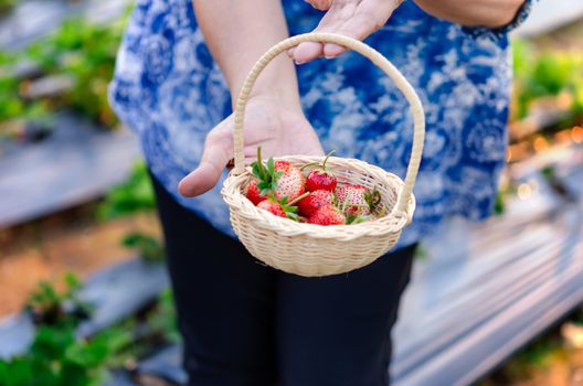 Woman's hands holding a basket of ripe strawberries in the field