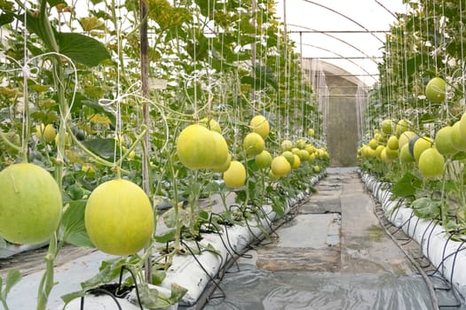 Yellow melon hanging on tree in field