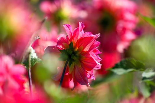 Background with  red dahlia in green meadow. Dahlia is mexican plant of the daisy family, which is cultivated for its brightly colored single or double flowers.

