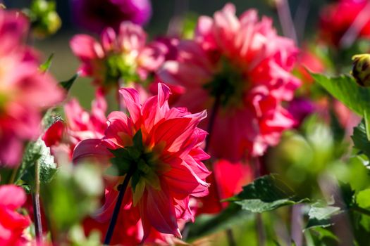 Background with  red dahlia in green meadow. Dahlia is mexican plant of the daisy family, which is cultivated for its brightly colored single or double flowers.

