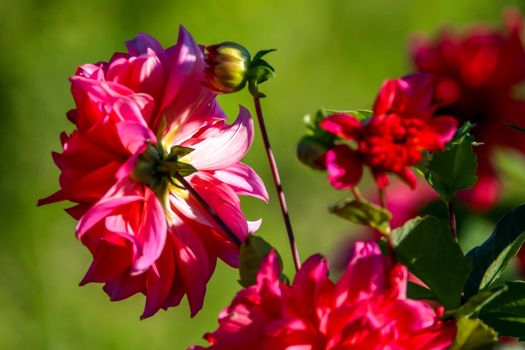 Background with  red dahlia in green meadow. Dahlia is mexican plant of the daisy family, which is cultivated for its brightly colored single or double flowers.

