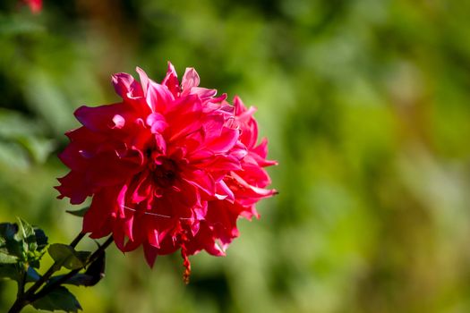 Background with  red dahlia in green meadow. Dahlia is mexican plant of the daisy family, which is cultivated for its brightly colored single or double flowers.

