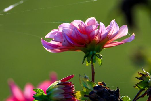 Pink dahlia in green meadow. Pink dahlia and spider web on green nature background. Dahlia is mexican plant of the daisy family, which is cultivated for its brightly colored single or double flowers.

