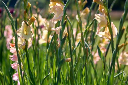 Gentle pink gladiolus flowers blooming in beautiful garden. Gladiolus is plant of the iris family, with sword-shaped leaves and spikes of brightly colored flowers, popular in gardens and as a cut flower.

