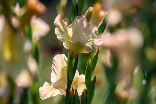 Gentle pink gladiolus flowers blooming in beautiful garden. Gladiolus is plant of the iris family, with sword-shaped leaves and spikes of brightly colored flowers, popular in gardens and as a cut flower.

