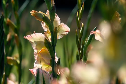 Gentle pink gladiolus flowers blooming in beautiful garden. Gladiolus is plant of the iris family, with sword-shaped leaves and spikes of brightly colored flowers, popular in gardens and as a cut flower.

