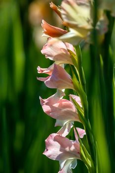 Gentle pink gladiolus flowers blooming in beautiful garden. Gladiolus is plant of the iris family, with sword-shaped leaves and spikes of brightly colored flowers, popular in gardens and as a cut flower.

