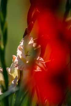 Red and gentle pink gladiolus flowers blooming in beautiful garden. Gladiolus is plant of the iris family, with sword-shaped leaves and spikes of brightly colored flowers, popular in gardens and as a cut flower.

