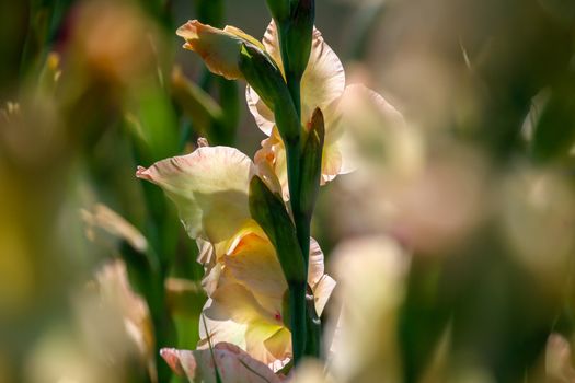 Gentle pink gladiolus flowers blooming in beautiful garden. Gladiolus is plant of the iris family, with sword-shaped leaves and spikes of brightly colored flowers, popular in gardens and as a cut flower.

