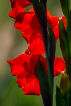 Red gladiolus flowers blooming in beautiful garden. Gladiolus is plant of the iris family, with sword-shaped leaves and spikes of brightly colored flowers, popular in gardens and as a cut flower.

