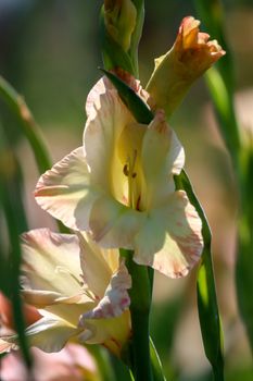Gentle pink gladiolus flowers blooming in beautiful garden. Gladiolus is plant of the iris family, with sword-shaped leaves and spikes of brightly colored flowers, popular in gardens and as a cut flower.

