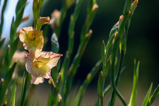 Gentle pink gladiolus flowers blooming in beautiful garden. Gladiolus is plant of the iris family, with sword-shaped leaves and spikes of brightly colored flowers, popular in gardens and as a cut flower.

