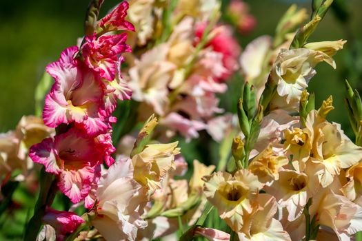 Bunch of colorful gladiolus flowers blooming in beautiful garden. Beautiful gladiolus. Gladiolus is plant of the iris family, with sword-shaped leaves and spikes of brightly colored flowers, popular in gardens and as a cut flower.

