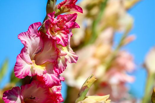 Pink gladiolus flowers blooming on blue sky background. Gladiolus is plant of the iris family, with sword-shaped leaves and spikes of brightly colored flowers, popular in gardens and as a cut flower.

