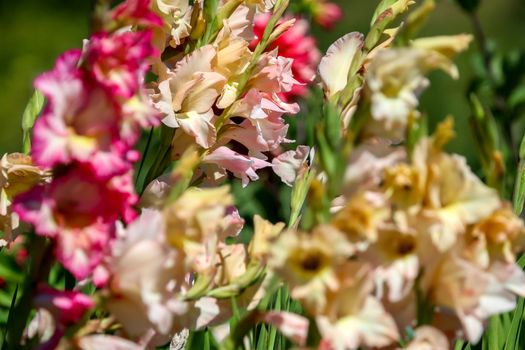 Bunch of colorful gladiolus flowers blooming in beautiful garden. Beautiful gladiolus. Gladiolus is plant of the iris family, with sword-shaped leaves and spikes of brightly colored flowers, popular in gardens and as a cut flower.

