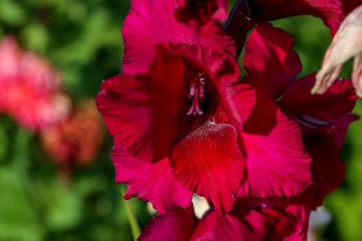 Dark red gladiolus flowers blooming in beautiful garden. Dark red gladiolus. Gladiolus is plant of the iris family, with sword-shaped leaves and spikes of brightly colored flowers, popular in gardens and as a cut flower.

