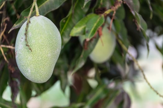 Close up of the mango fruit in the garden.