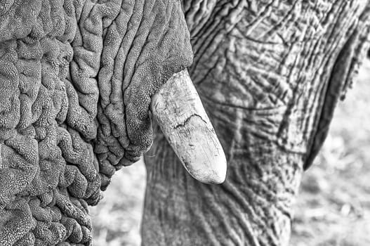 Close-up of the tusk of an African elephant, Loxodonta africana, at sunset in Northern Namibia. Monochrome
