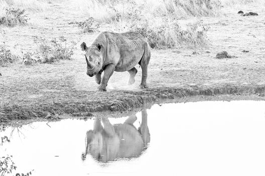An endangered black rhino, Diceros bicornis, at a waterhole in Namibia at sunset. Monochrome