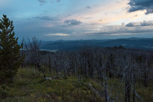 Landscape with dead forest on the mountain pass, height over 2000 meters, in the mountains in Altay