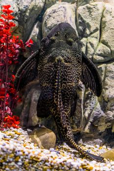 Orinoco sailfin catfish, common pleco with a black and yellow mottled pattern, tropical fish from the rivers of mexico