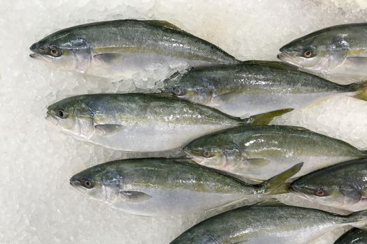 Hamachi fish in the ice for cooking.