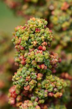 Macro of rainbow quinoa flowers maturing on the plant, turning from green to red
