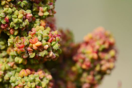 Red quinoa grains and flowers in selective focus on the plant, a member of the goosefoot family