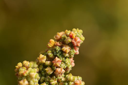Multi-coloured flowers on the branch of a quinoa plant, against a green background