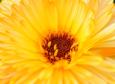 Macro of yellow calendula flower with red-brown stamen, also known as Mary’s Gold