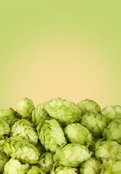 Close up heap of fresh green hops, ingredient for beer or herbal medicine, over green and beige background with copy space, low angle side view