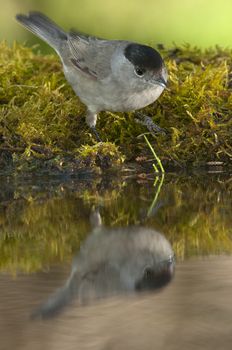 Blackcap (Sylvia atricapilla), in a drinking fountain, drinking water with its reflection