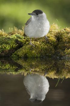 Blackcap (Sylvia atricapilla), in a drinking fountain, drinking water with its reflection