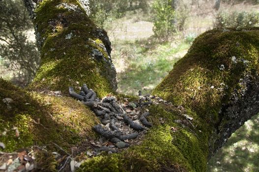 Common genet - Genetta genetta, excrement in the trunk of a tree, holm oak