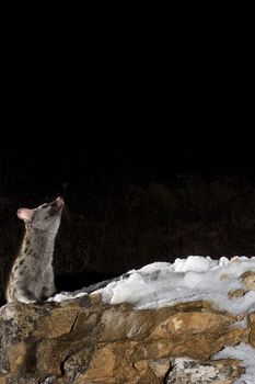 Common genet - Genetta genetta, Spain, on a rock with snow